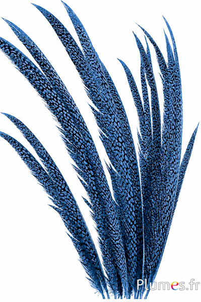 Goldfasan - 55-65 cm - himmelblau